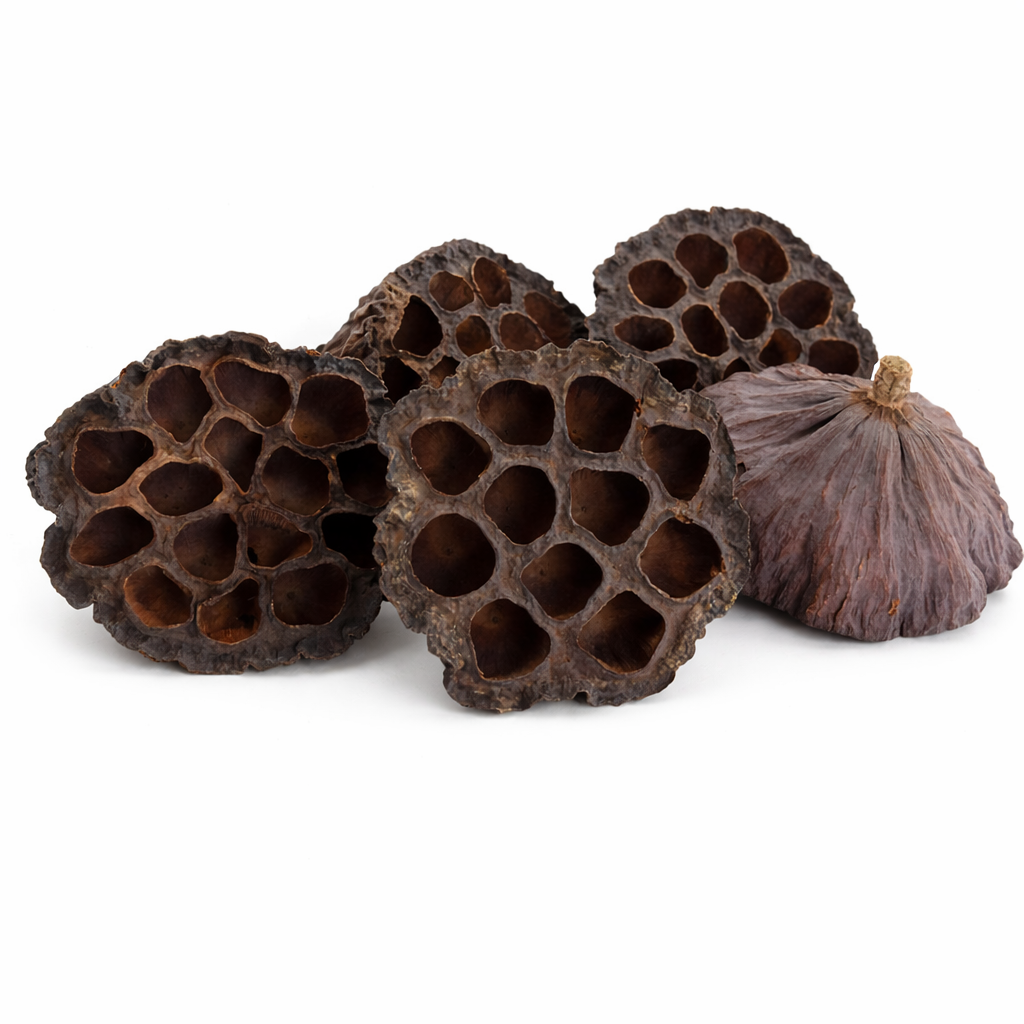 Natural Lotus Pods for Aquariums & Terrariums