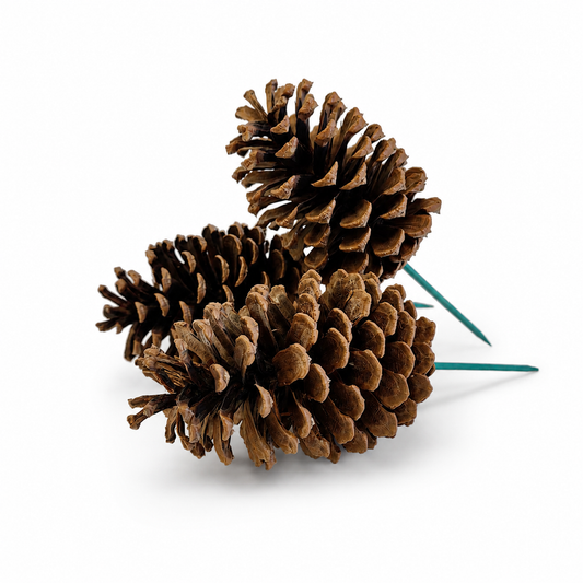 Natural Pinecone Pick - 6 Inch Stem (4-6")