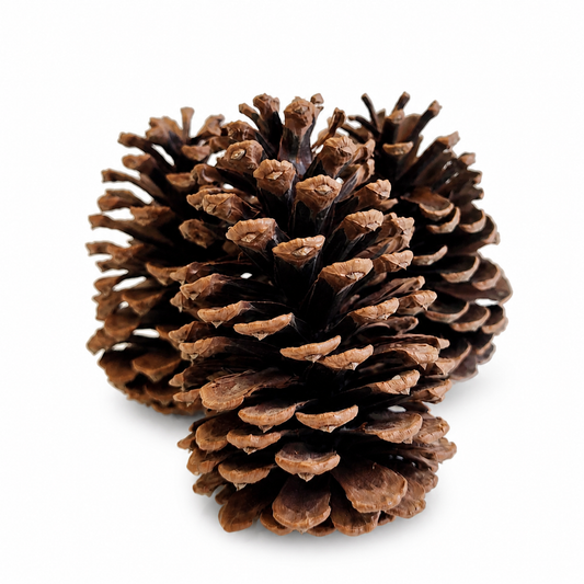 Natural Pinecones -4-6"