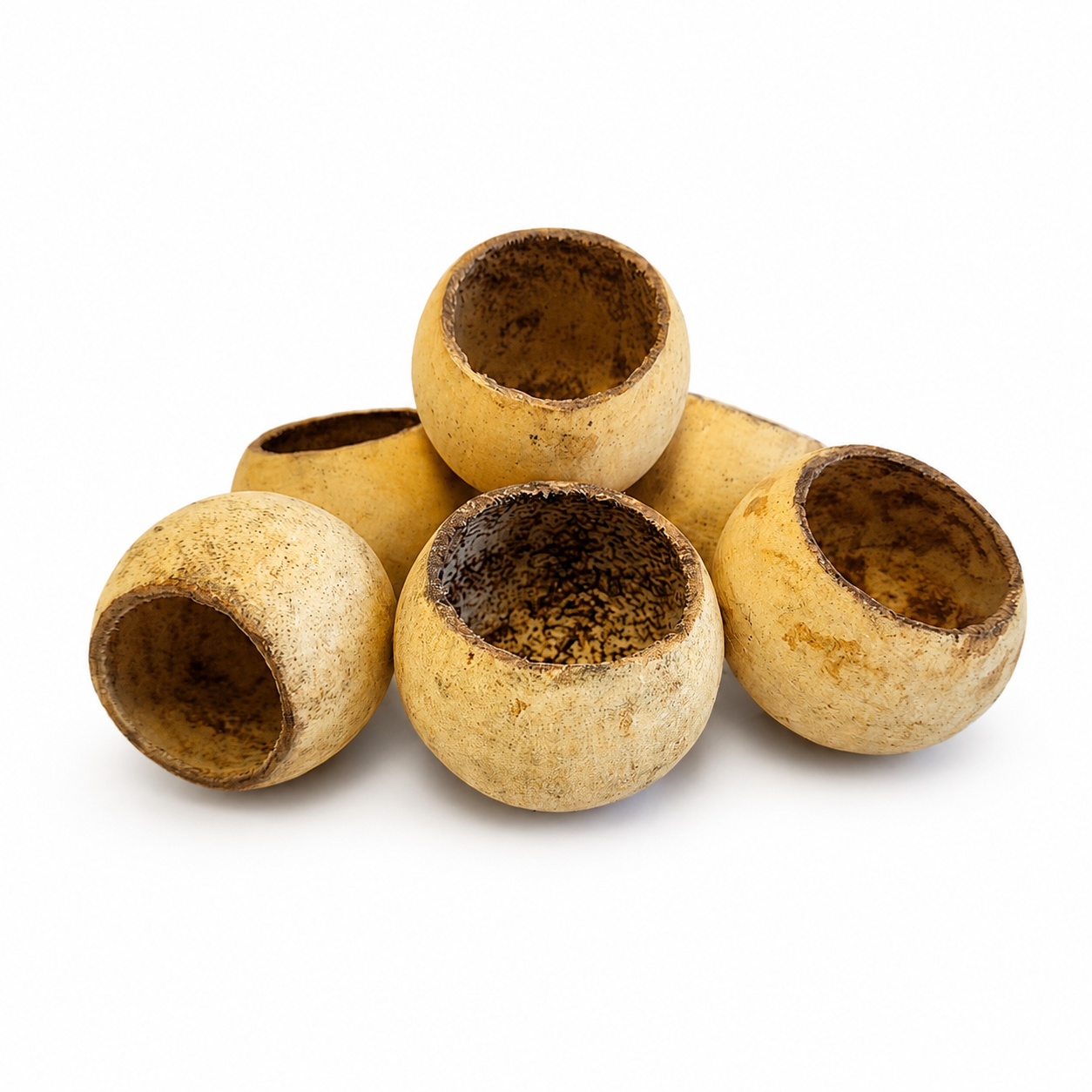 Natural Bell Cups for Aquariums & Terrariums