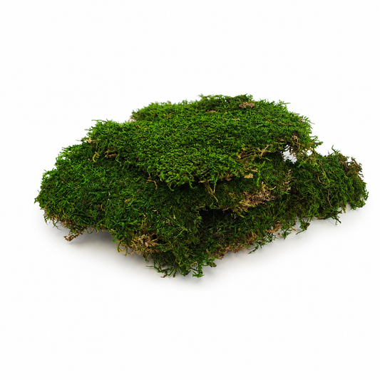 Natural Preserved Sheet Moss