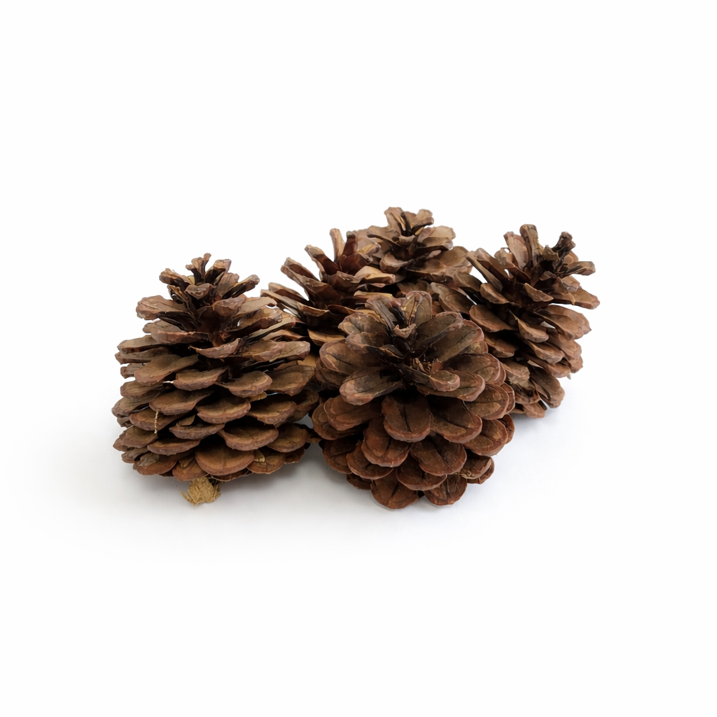 Natural Austriaca Pinecones for Terrariums & Vivariums