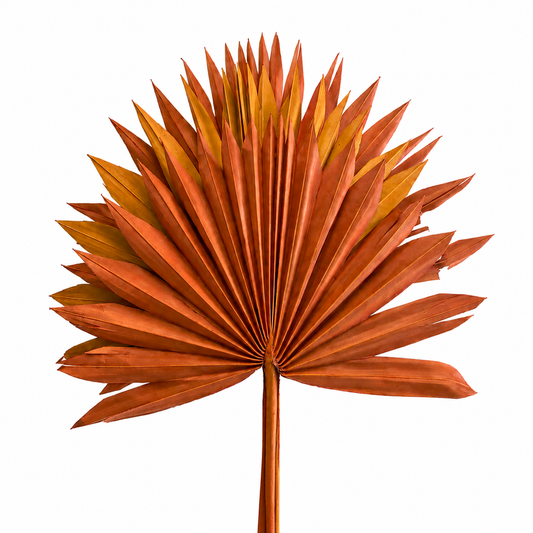 Dried Sun Palm - 3pc Bunch