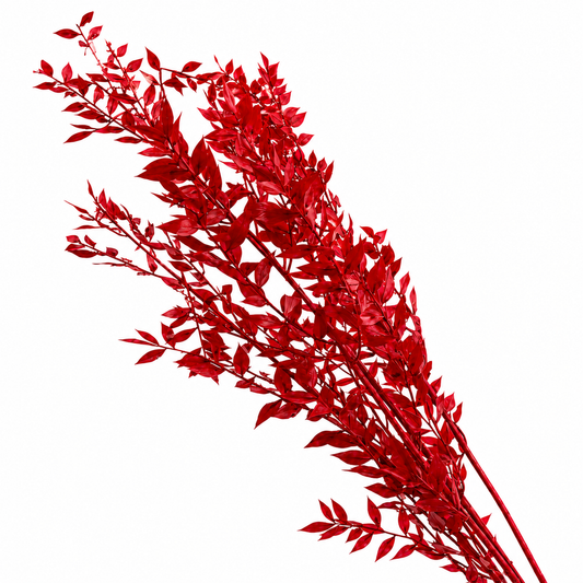 Christmas Red Ruscus