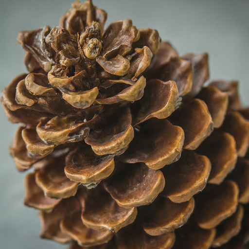 Jersey pinecones natural