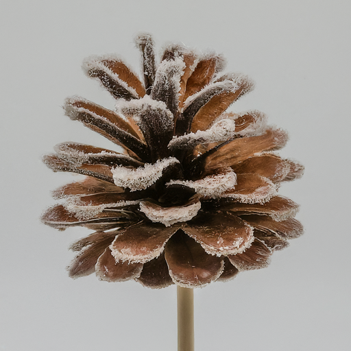 Jersey pinecones frosted