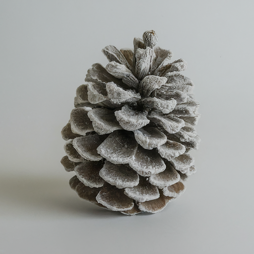 Loblolly pinecones frosted