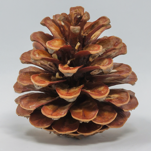 Jersey pinecones natural