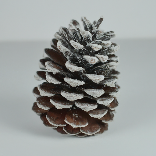 Loblolly pinecones frosted