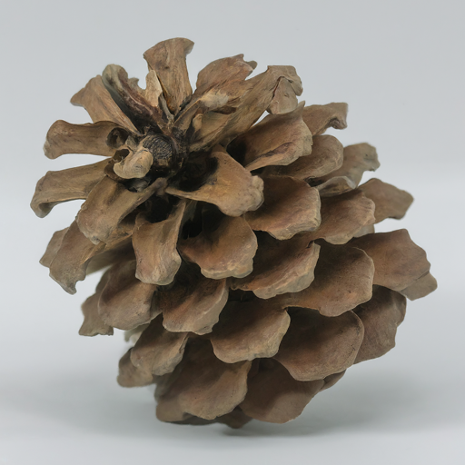 Slash pinecones natural