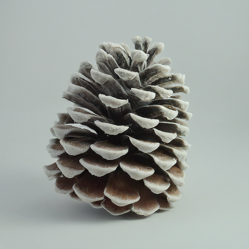 Loblolly pinecones frosted